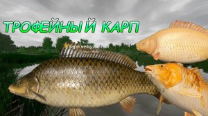 Янтарное - трофей карпа. Русская рыбалка 4.