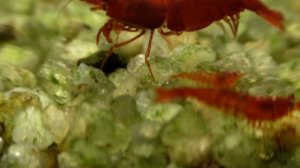 Мои Неосы А  Баглай. Аквариумные креветки Неокаридины. Кровавая Мери и Блю Дрим