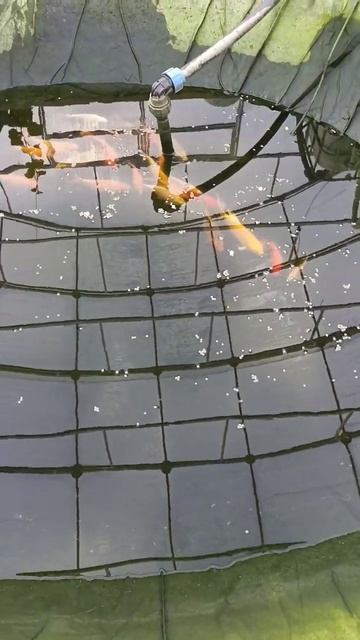 Кои, карп кои и кометы в пруду в теплице. Осушение пруда для переноса рыбы в аквариум домой. смотреть онлайн