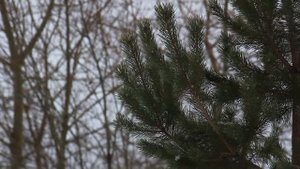 Тест объектива Pentacon Auto 135mm f/2.8 M42: Orestor в новой оправе и с просветлением