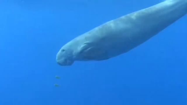 Dugong Abu Dabab hotel Hilton Nubian смотреть онлайн