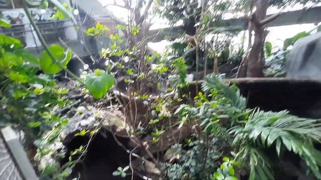 Green Planet Dubai смотреть онлайн