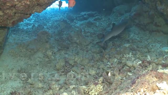 Shaab Sharm-Goda Marsa Alam.mp4 смотреть онлайн