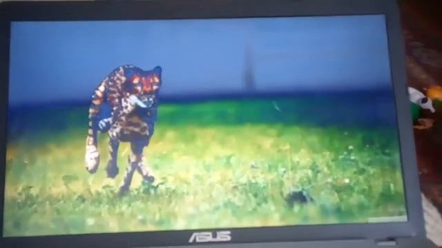 гепард в замедленной съёмке смотреть онлайн