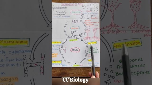 Reproduction in Fungi, Asexual and Sexual Reproduction In Fungi Spores #neet2024biology #class11 смотреть онлайн