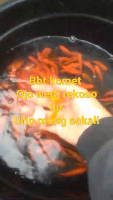 Bibit ikan komet