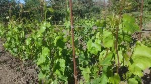 Сколько соцветий, гроздей или ягод оставить на годовалом , двух, трехлетнем винограде