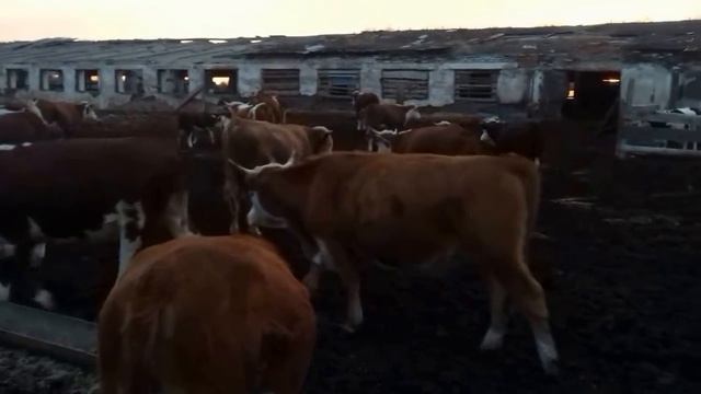 Молодняк КРС  на продажу