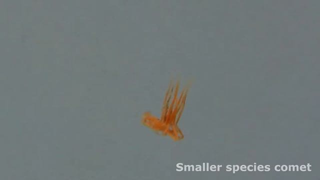 Comet Posture in Sea Spiders смотреть онлайн