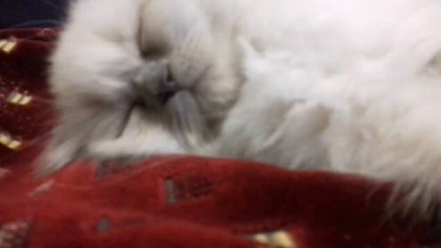 Милота спит 2 смотреть онлайн