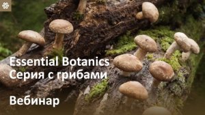 🌿 Новые комплексы с грибами Essential Botanics ❄ Siberian Wellness / Сибирское Здоровье #sw #грибы