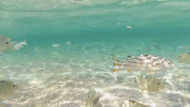 2013 Egypte Marsa Alam смотреть онлайн