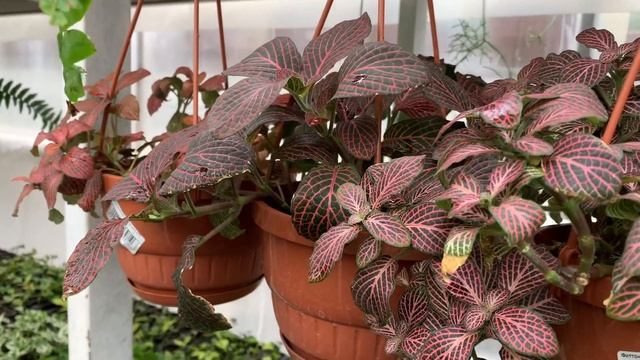 Растение с Марса? Ну почти… смотреть онлайн