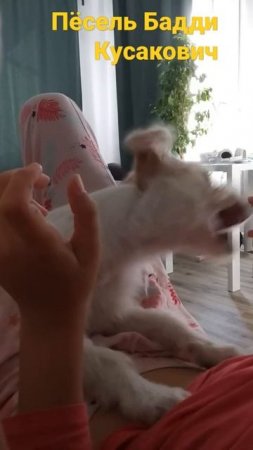 Собака кусака Баддингтон