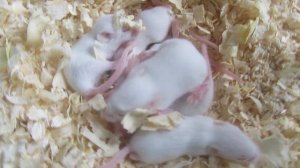 Кормовые мыши опушата. Кормовые мыши, Киев. "Zakharov Reptiles", Kiev #опушата #МышиОпушата