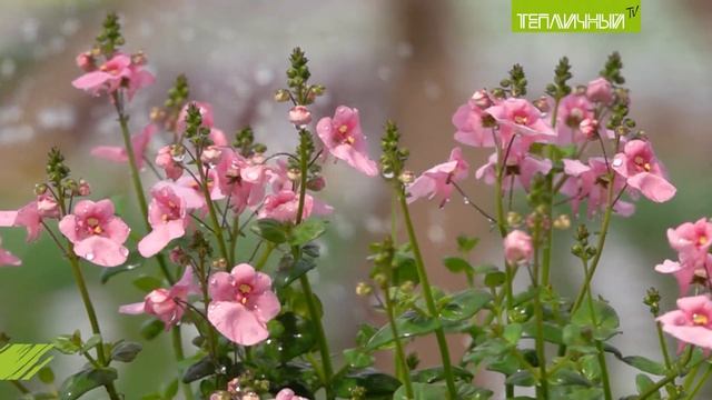 "Тепличный TV". Выпуск 69 смотреть онлайн