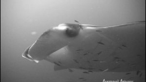 RELAX Maldives MANTAS Морской дьявол (Манта)