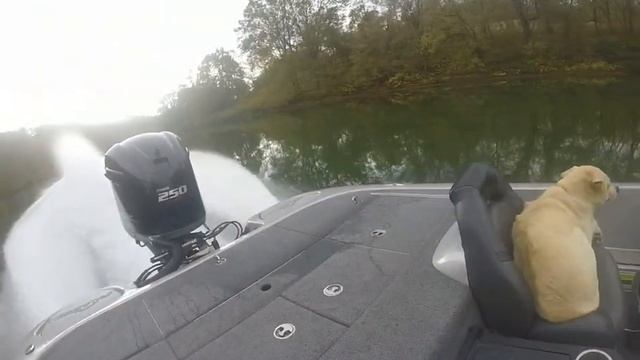 Falcon 205 Bassboat with 250 SHO part 3 of 4 videos running. смотреть онлайн