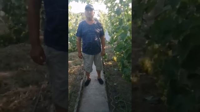 Ранние и ультраранние сорта винограда Красава, Супер-Экстра (видео 3 от 09.08.21)