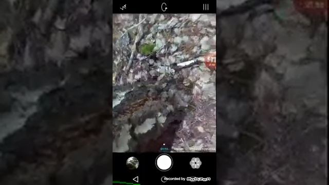 Иду в лес за грибами смотреть онлайн