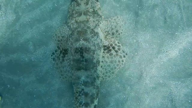 Crocodile!🤩Iberotel Costa Mares! смотреть онлайн