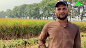 Kubota ARN698&ARN690 combine harvester field working/ Kubota Japan made machine ,