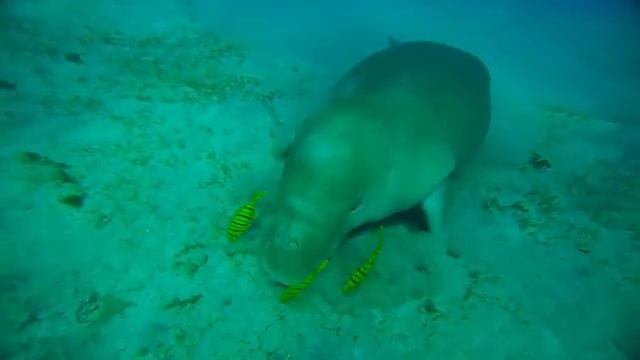 marsa alam смотреть онлайн