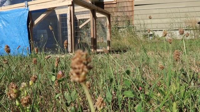 North Idaho Solar Eclipse: How Did My Livestock React? смотреть онлайн