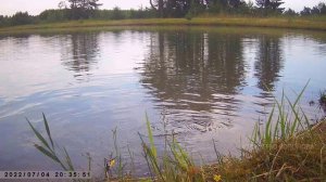 Рыба у самой кромки воды. Пруд