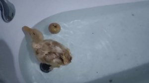 Физиотерапия для утки: травма ноги у утенка