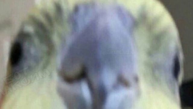 ЗВУК ПИУ // PEW SOUND смотреть онлайн