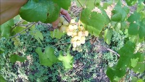 Виноград Королёк