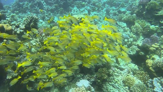 EGYPTE 2022 - LAHAMI BAY Plongées à Sataya смотреть онлайн