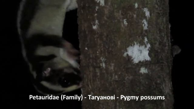 Petauridae (Family) – Тагуанові Pygmy possums смотреть онлайн