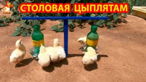 Стойка кормушка и поилка для цыплят на улице 🐓💦❣️