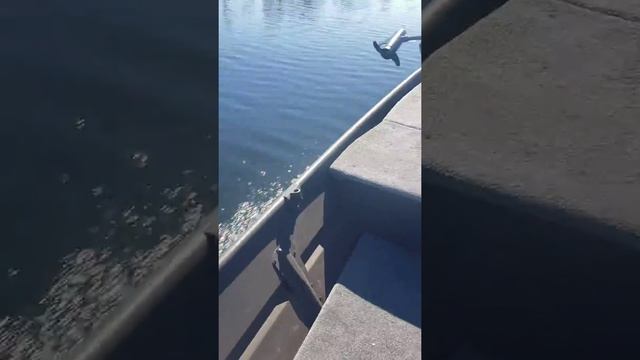 5hp Mercury 2 stroke top speed 1436 Jon Boat смотреть онлайн