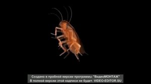 ТАРАКАН СЕРГЕЙ ФЛЕКСИТ ПОД ПЕСНЮ ЖЕНЩИНА Я НЕ ТАНЦУЮ СМОТРЕТЬ ОНЛАЙН БЕЗ СМС И РЕГИСТРАЦИИ!