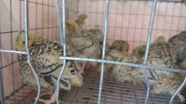 Перепела 2 недели смотреть онлайн