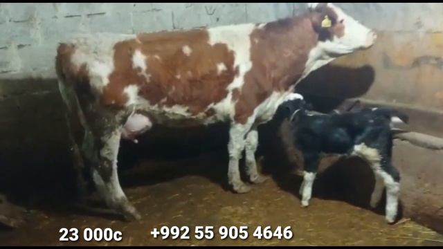 Гови Гусоладори Симментал Омад успет кун бо Доставкашай 21 января 2023 г. смотреть онлайн