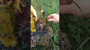 23 июня 2021 г. наполнение иньскими энергиями после чистки. полнолуние. поток Гекаты