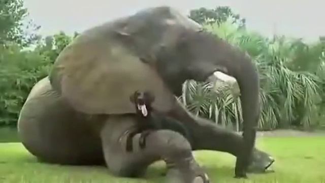 Наши любимые животные/our favorite animals смотреть онлайн