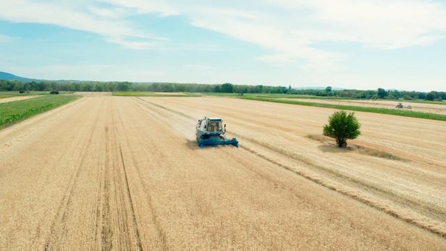 Fortschritt E 512 Búza aratás 2022. Ernte Harvest смотреть онлайн