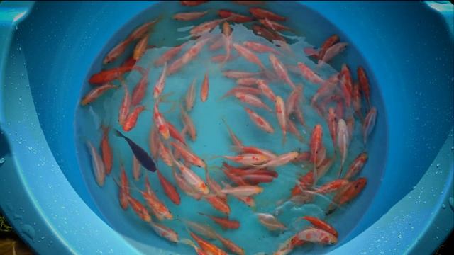 Рибка на продаж. Карась декоративний - Комета смотреть онлайн