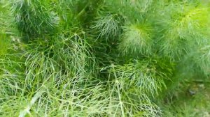 Фенхель этого года и прошлого года