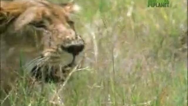 Fooled by Nature - Zebra's Stripe