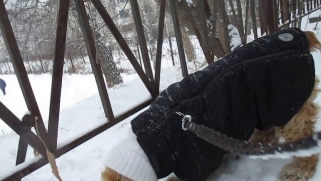 Затмение не увидели..... Завтра на стрижку.#кокерляля #dog смотреть онлайн