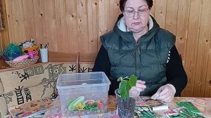 Дача после заморозков. Посадка лука и высадка рассады.