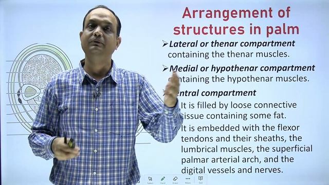 SPACES OF HAND ANATOMY: Midpalmar spaces | Thenar spaces | Pulp spaces | смотреть онлайн