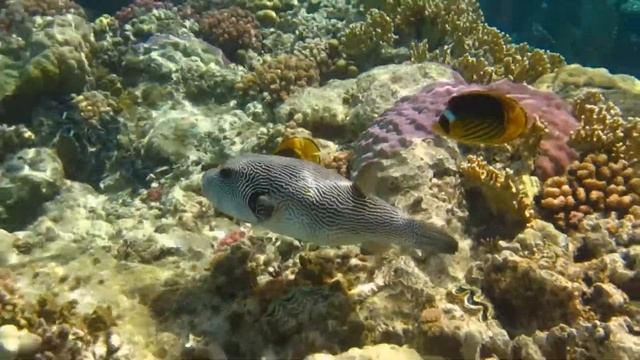 Brayka Resort смотреть онлайн