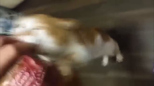 Боря опути (Кот Борис и Чак Норисс)